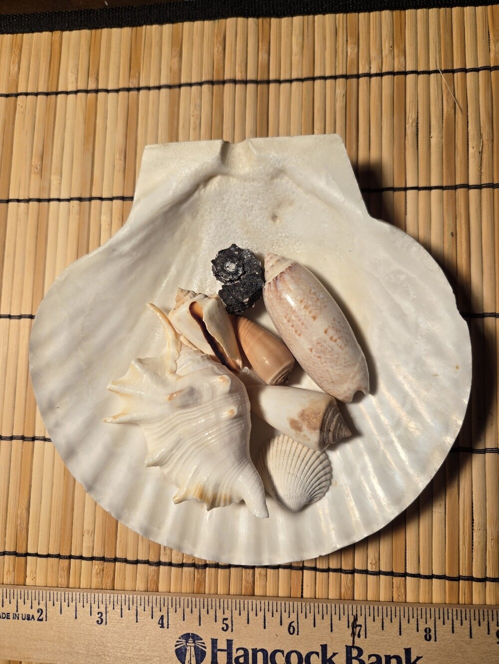 8 Beautiful Sea Shells